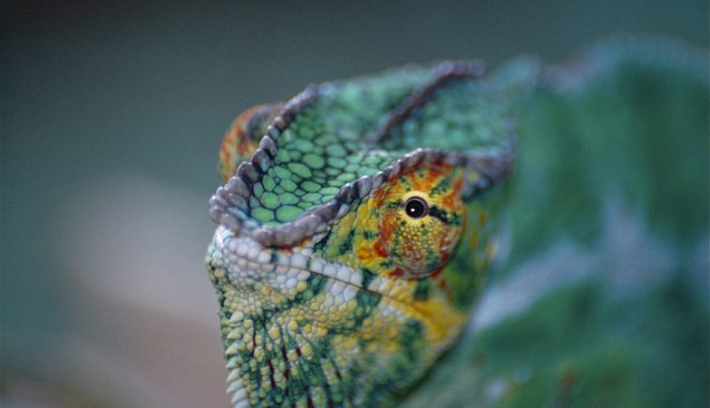 Neither Newton nor Aristotle saw the “telephone wires” that give chameleons unique vision