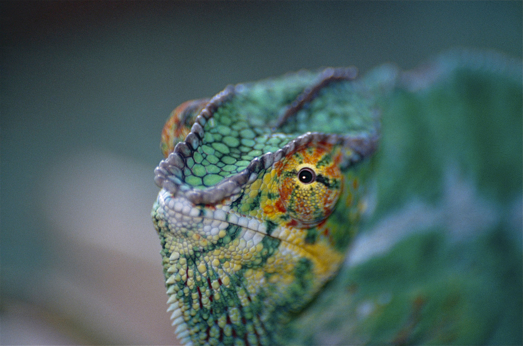 Neither Newton nor Aristotle saw the “telephone wires” that give chameleons unique vision