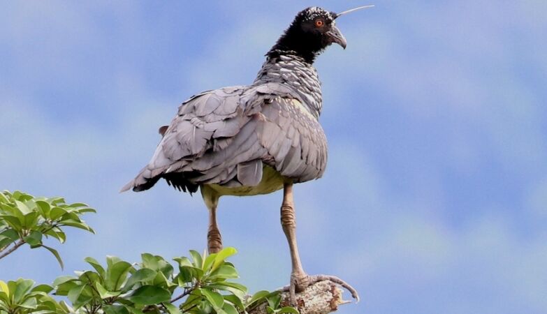 Screaming unicorn has a regenerating horn as decoration and “knives” on its wings