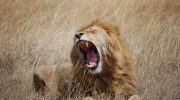 Scientists discover a new type of lion roar