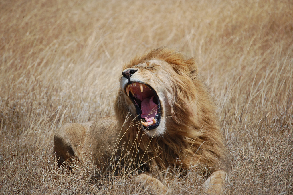 Scientists discover a new type of lion roar