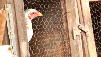 morador-dos-eua-morre-com-cepa-de-gripe-aviaria-nunca-vista-em-humanos