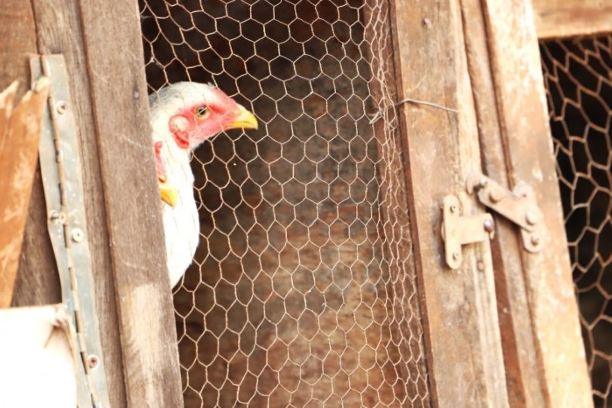 morador-dos-eua-morre-com-cepa-de-gripe-aviaria-nunca-vista-em-humanos