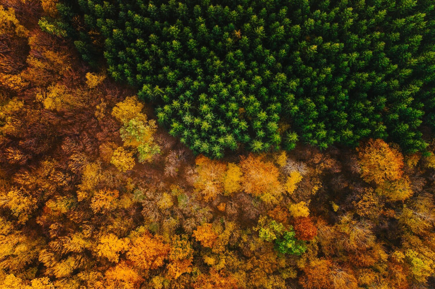 The EU has a big new plan: replace fossil fuels with trees. Not everyone likes