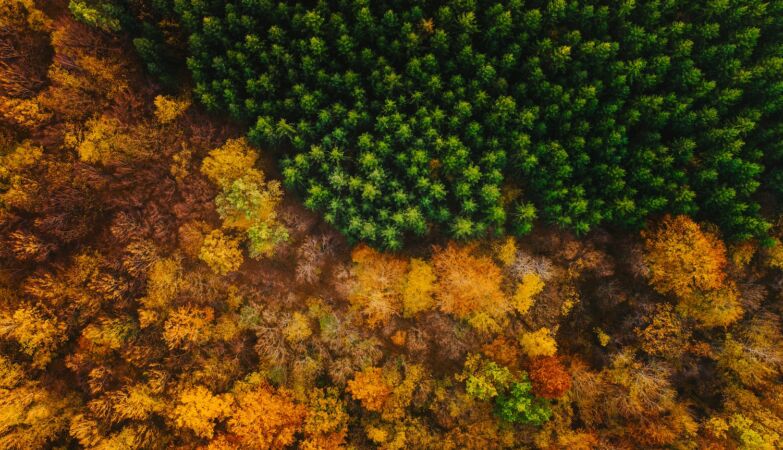 The EU has a big new plan: replace fossil fuels with trees. Not everyone likes