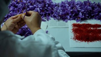 Rising temperatures and severe drought threaten saffron production in Catalonia