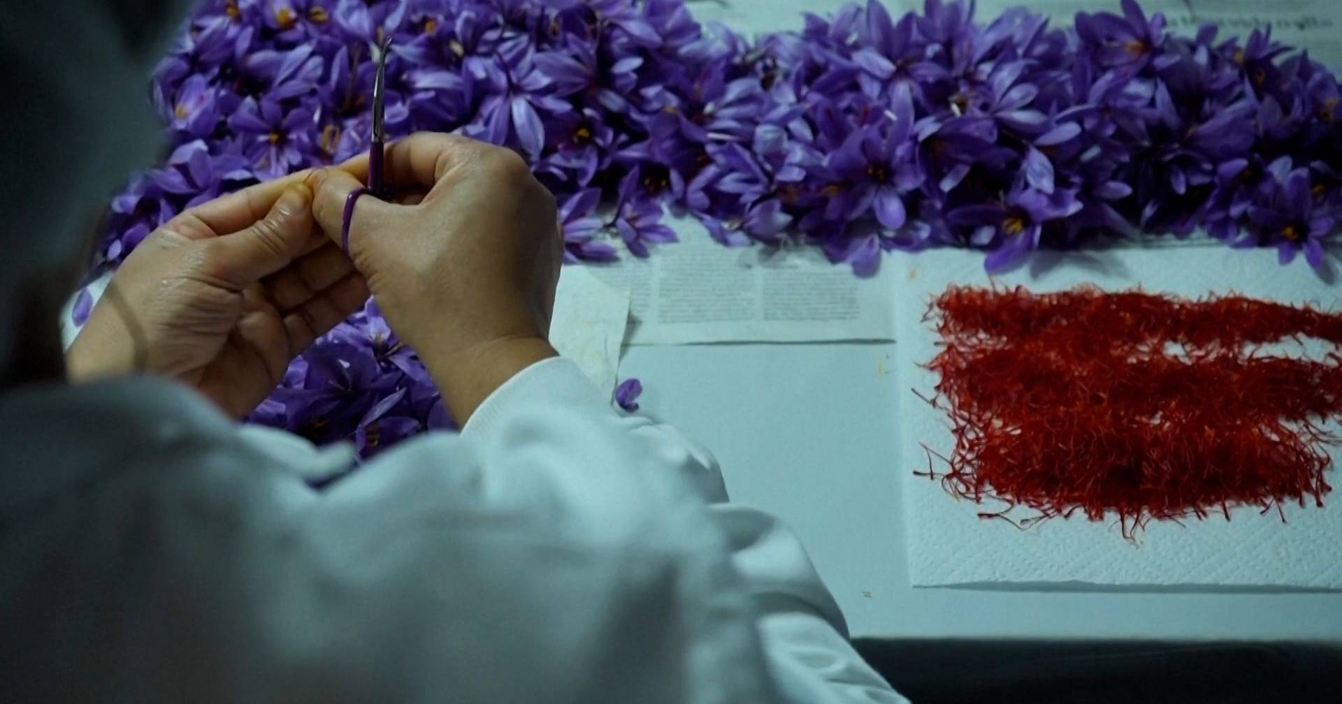 Rising temperatures and severe drought threaten saffron production in Catalonia