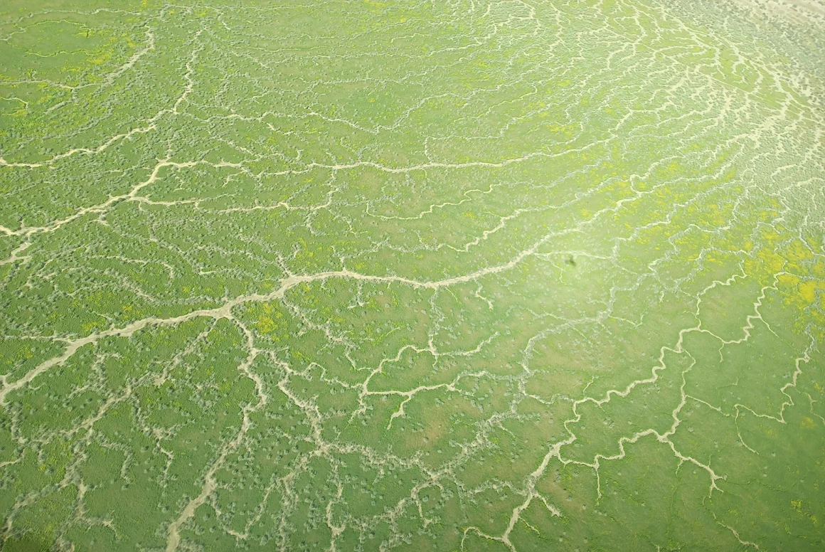 Rare phenomenon brings life back to one of the driest areas in the world and attracts both animals and tourists