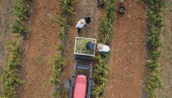 For the future of the earth: how does the wine sector respond to the challenge of climate change?