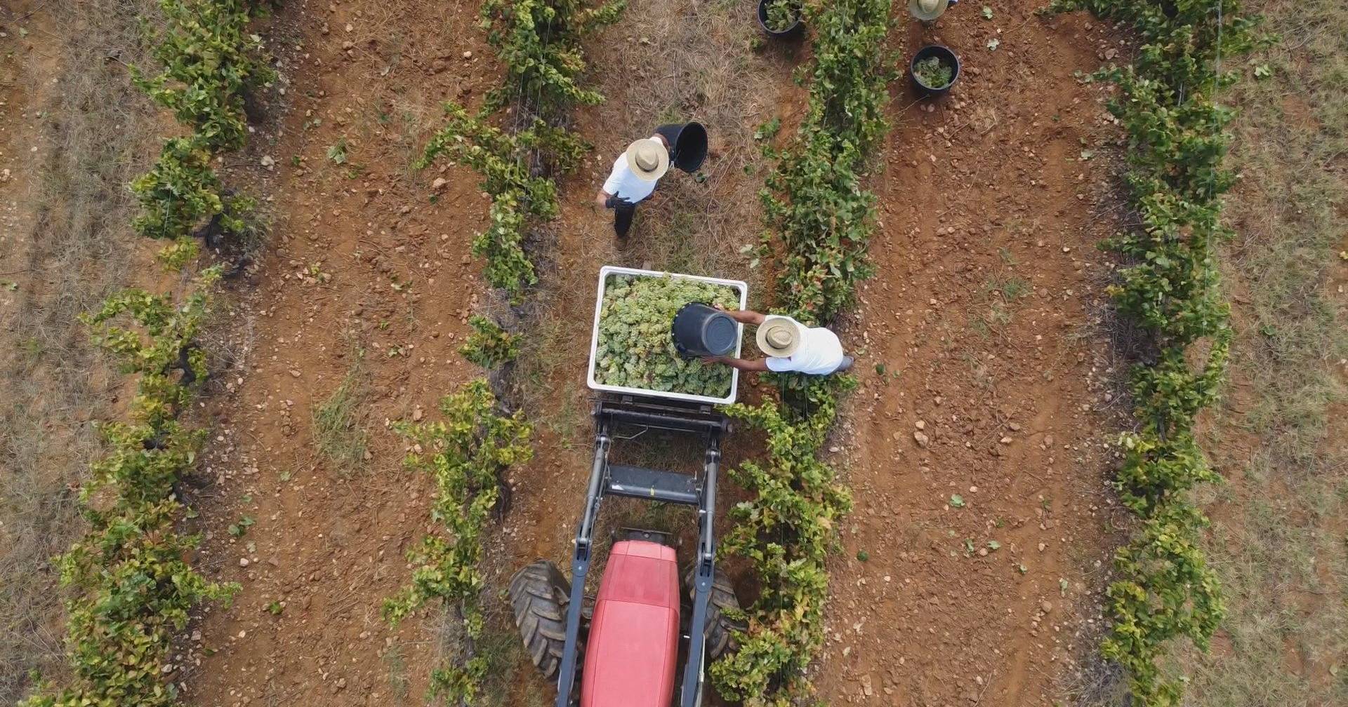 For the future of the earth: how does the wine sector respond to the challenge of climate change?