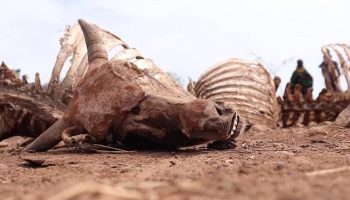 Soil degradation threatens to worsen the climate crisis, reveals new data released at COP30