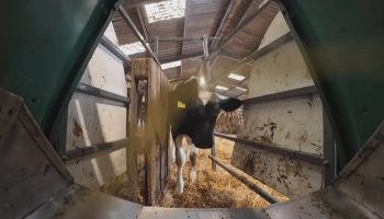 "Cool Cows", the Scottish project to reduce methane emissions