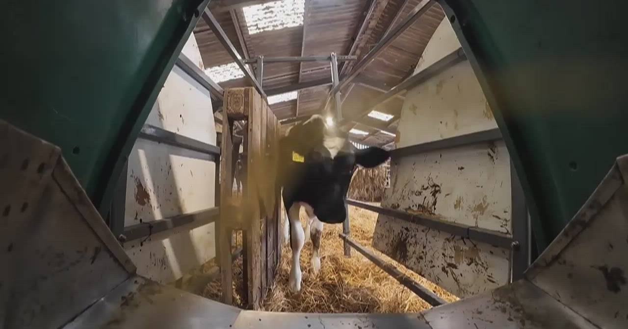 "Cool Cows", the Scottish project to reduce methane emissions