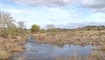 After a dry start to autumn, the return of rain brings hope to Alentejo farmers