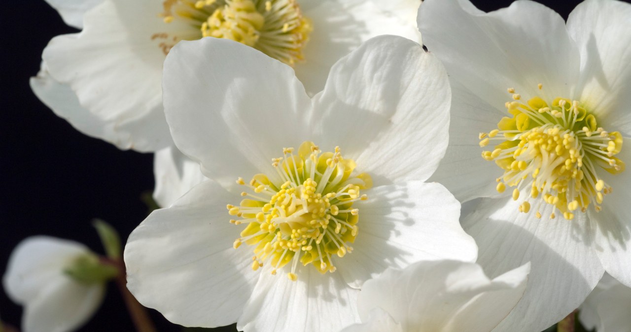 Hellebores are lovely plants that bloom in winter