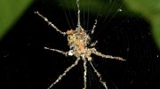 Spiders also make “scarecrows” out of larger spiders to scare off predators.