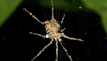 Spiders also make “scarecrows” out of larger spiders to scare off predators.
