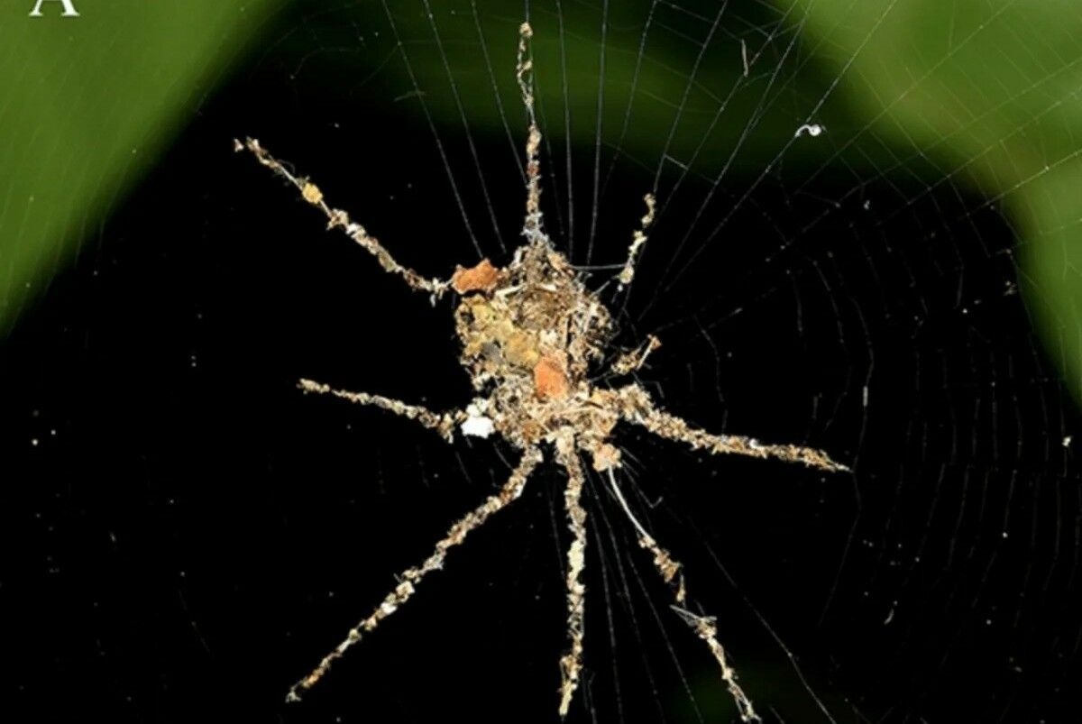 Spiders also make “scarecrows” out of larger spiders to scare off predators.