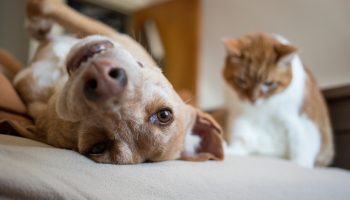 We may be leaving our animals with autism