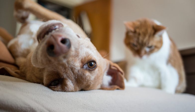 We may be leaving our animals with autism