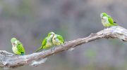 “Don’t touch me!” The monk parakeet teaches us how to make friends