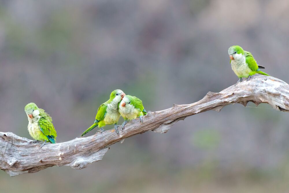 “Don’t touch me!” The monk parakeet teaches us how to make friends