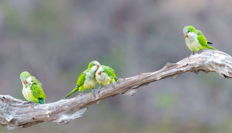 “Don’t touch me!” The monk parakeet teaches us how to make friends