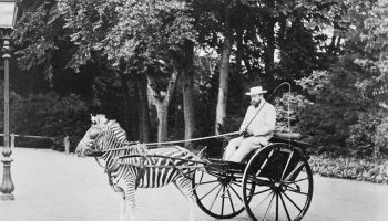 We tried, but we couldn't: why we never domesticated zebras