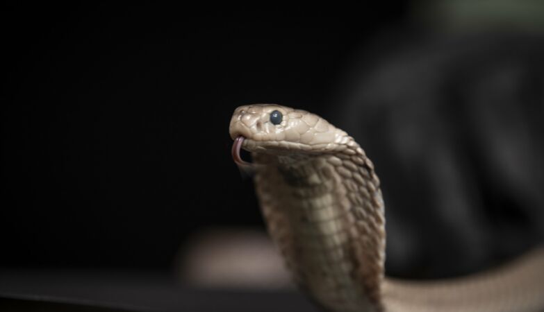 A bizarre discovery in snake urine could change medicine