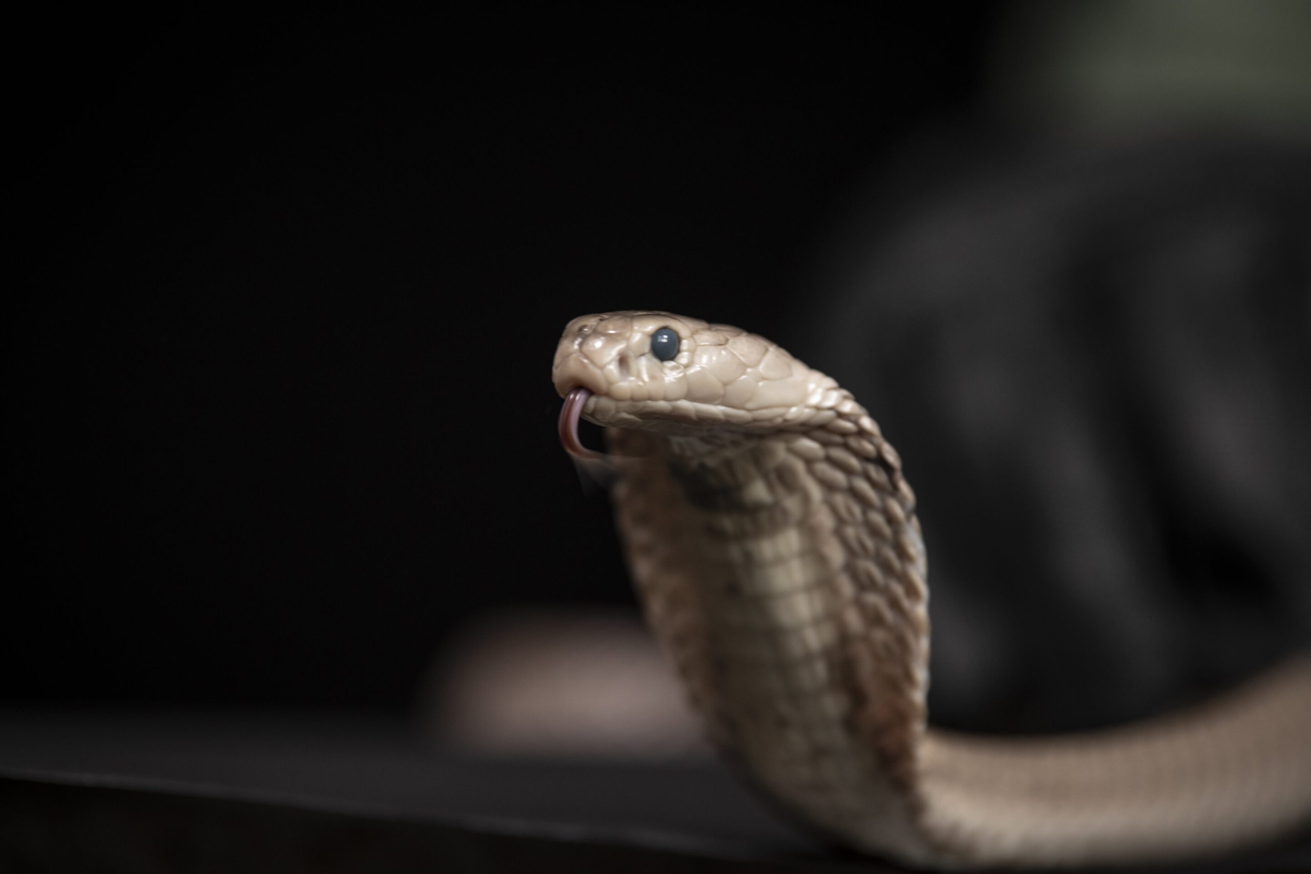 A bizarre discovery in snake urine could change medicine