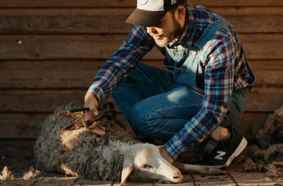 Dogs, cats, cattle, horses. How they became our friends
