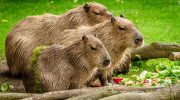 There's a reason crocodiles don't eat capybaras