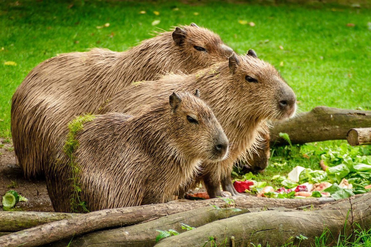 There's a reason crocodiles don't eat capybaras