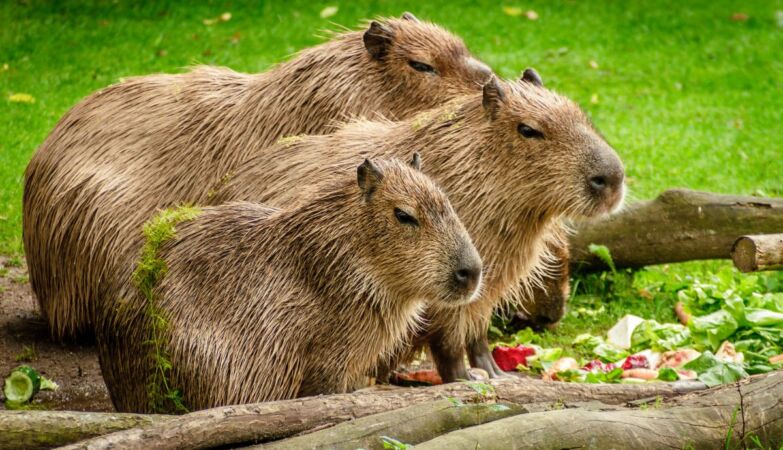 There's a reason crocodiles don't eat capybaras