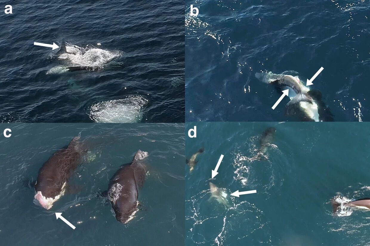 Orcas filmed hunting a young shark (and eating its liver) with never-before-seen technique