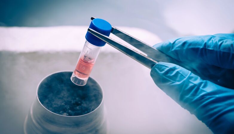 Scientists discover how to freeze organs without letting them crack