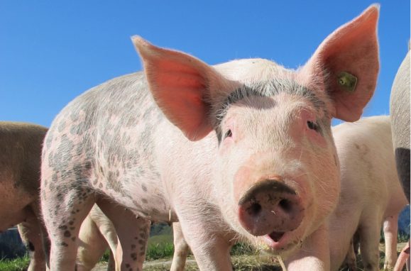 Dogs, cats, cattle, horses. How they became our friends