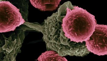 Scientists are creating kamikaze bacteria that treat cancer, self-destruct and disappear