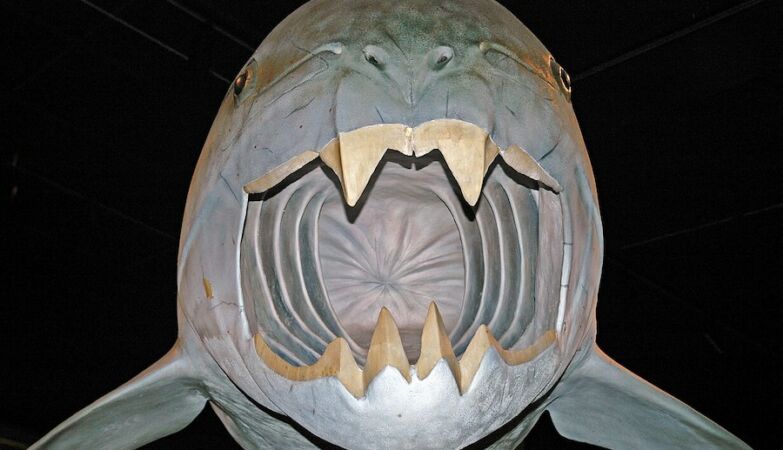 Scientists Discover New Clues About Cleveland Sea Monster