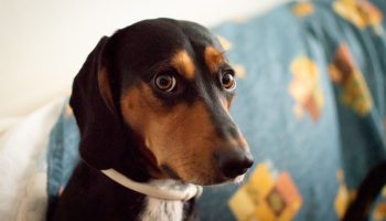 Dog shot owner again. It's a phenomenon that's been around for almost 100 years.