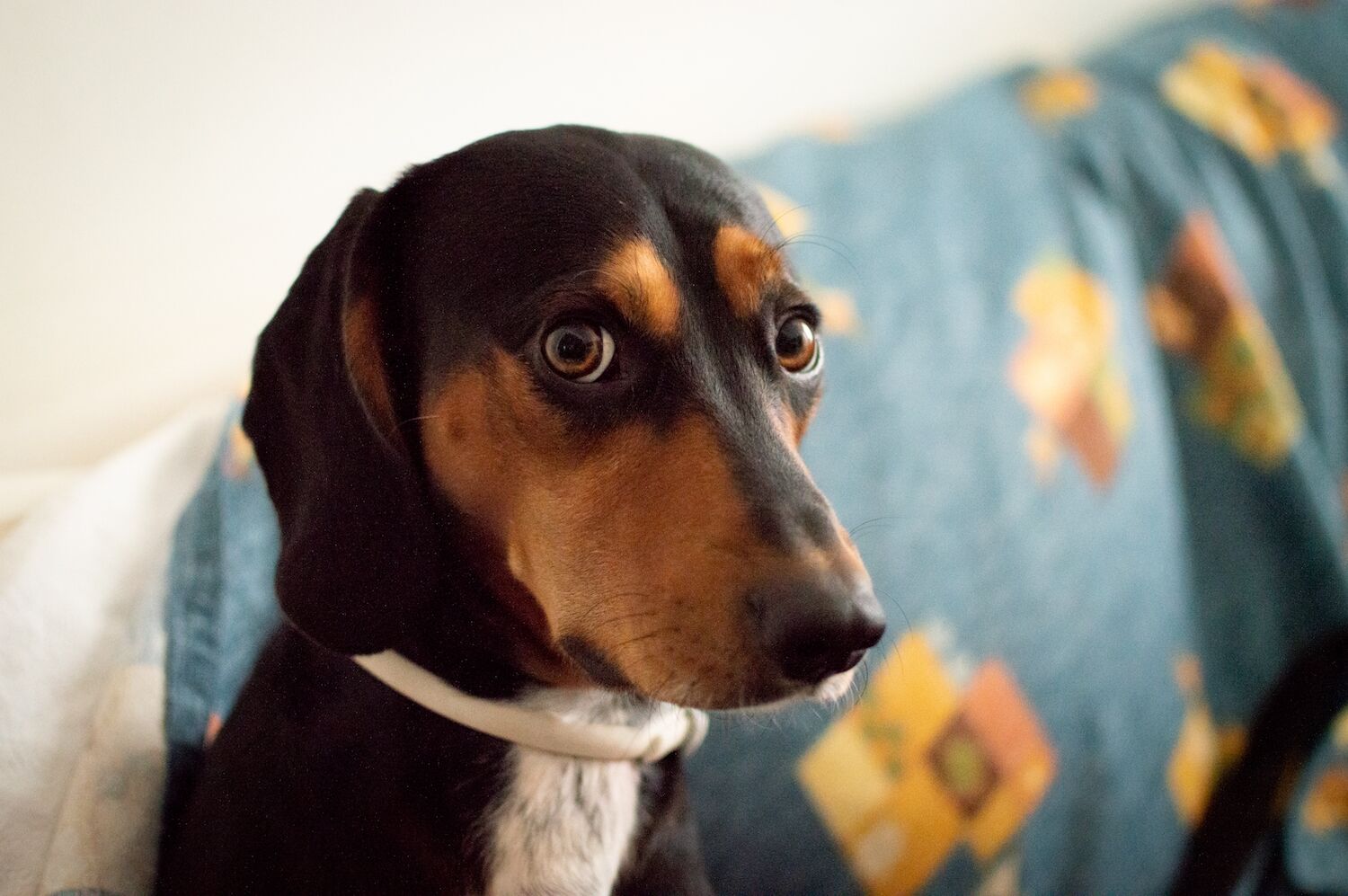 Dog shot owner again. It's a phenomenon that's been around for almost 100 years.