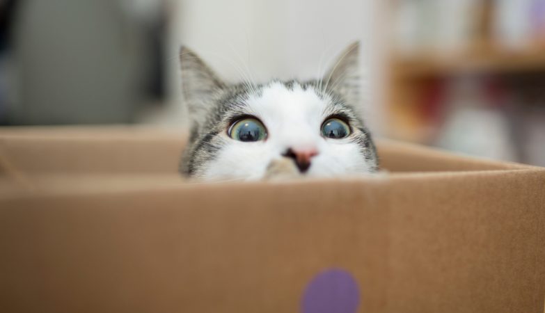 Why do cats love boxes? The answer lies in evolution