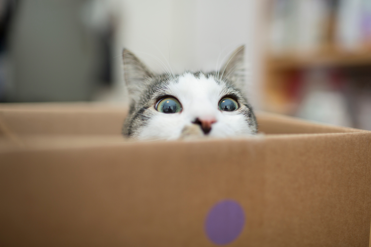 Why do cats love boxes? The answer lies in evolution