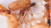 Parasite caught on video convincing ants to kill their own queen