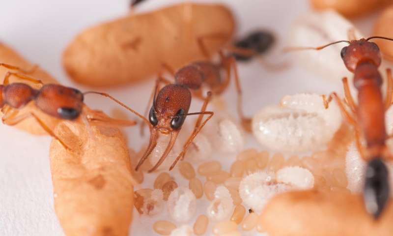 Parasite caught on video convincing ants to kill their own queen