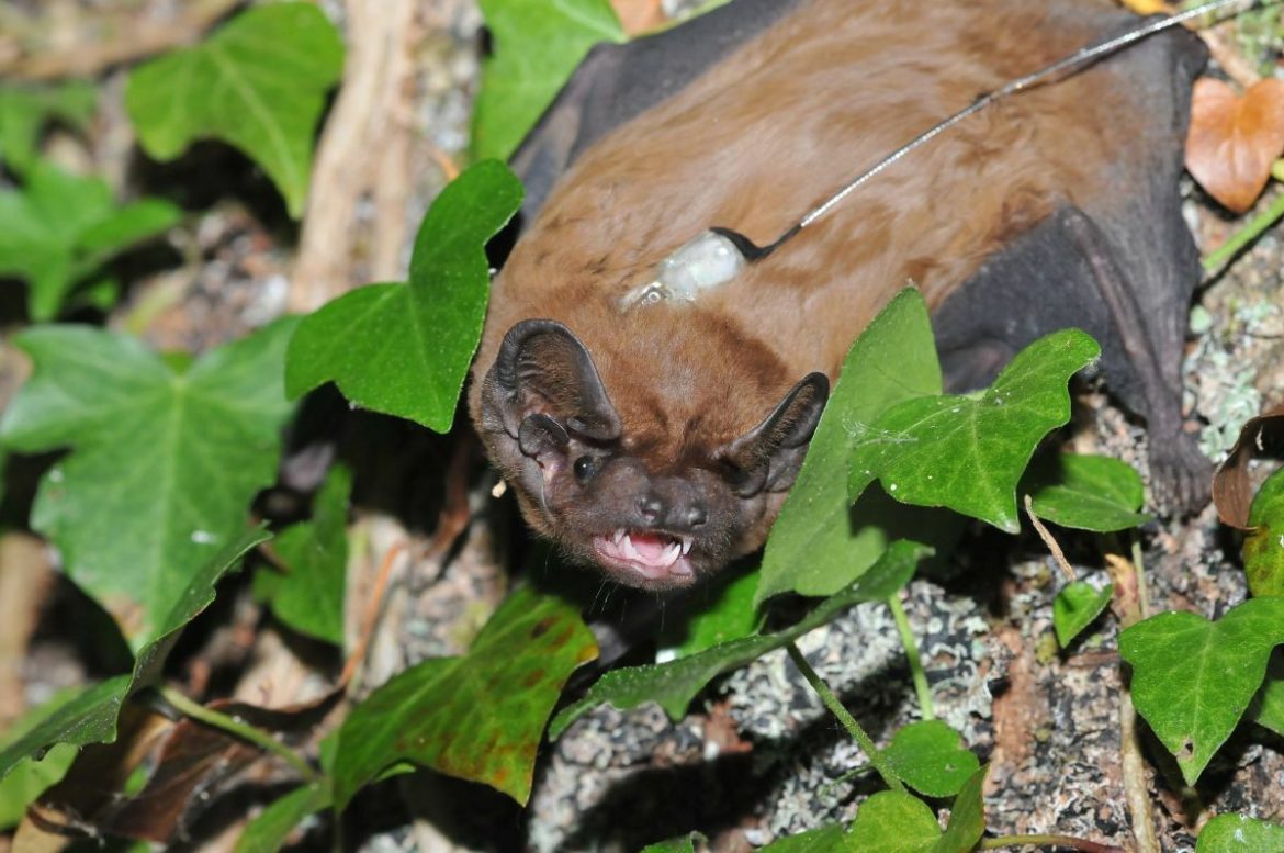 Epic hunts from a kilometer high. 25-year-old bat mystery solved
