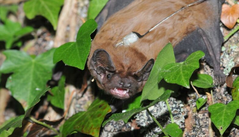 Epic hunts from a kilometer high. 25-year-old bat mystery solved