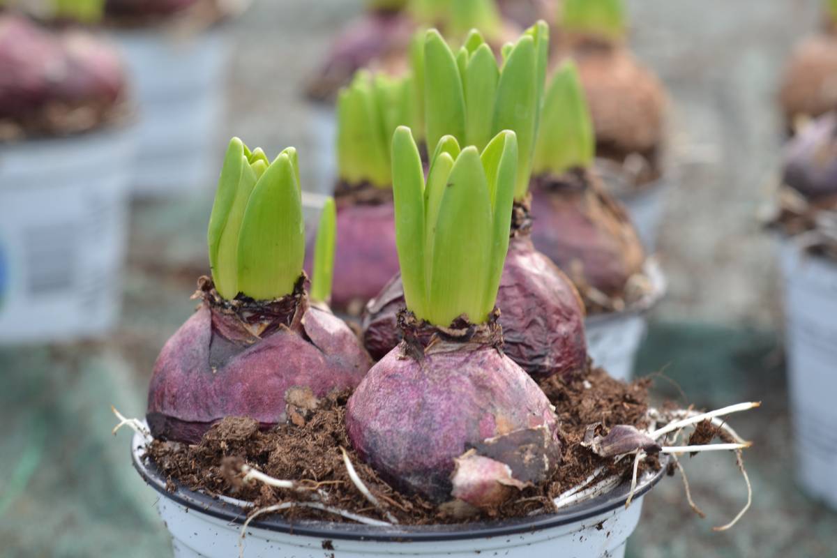 indoor bulbs in pots