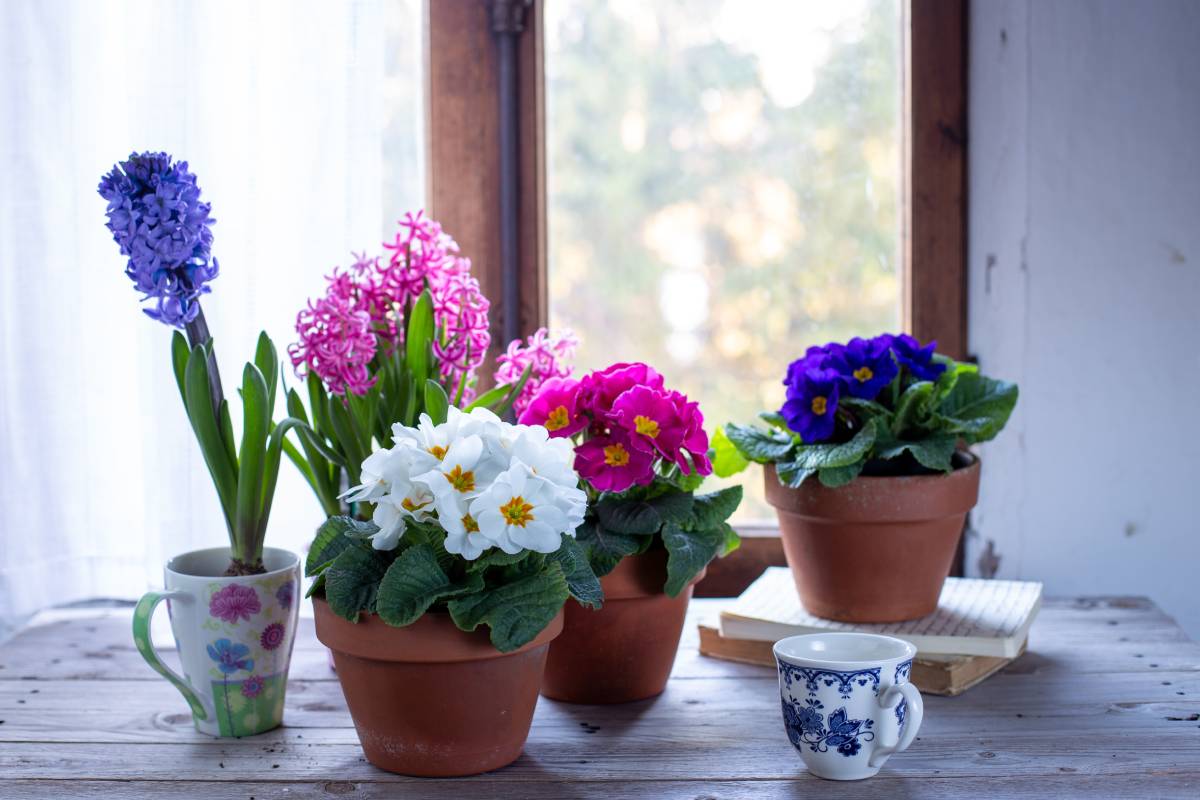 flowering indoor bulbs