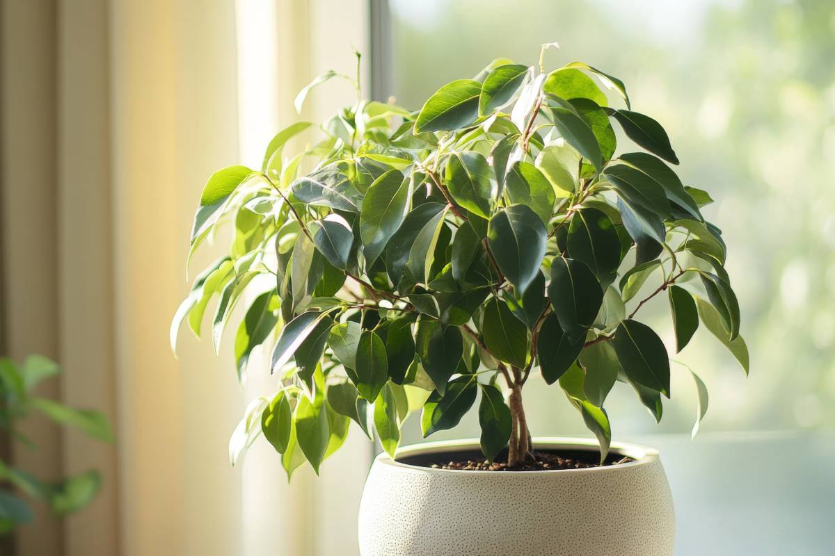 Ficus Benjamin purifies the air in the home according to NASA